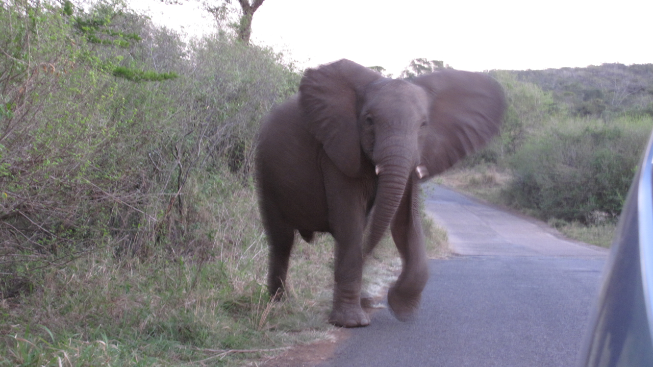 Elefantmamma