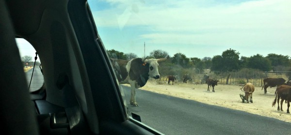 The view from the car window.