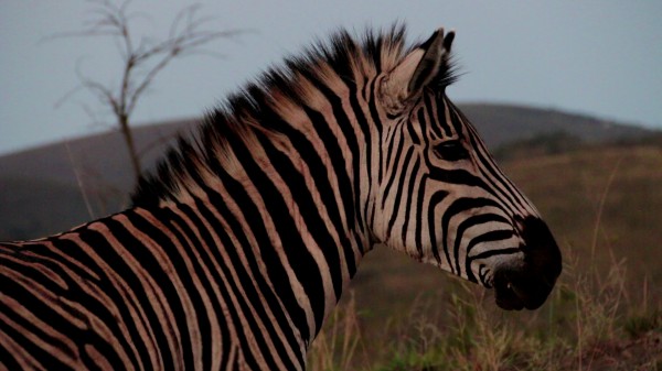 SHooting animals with a Canon