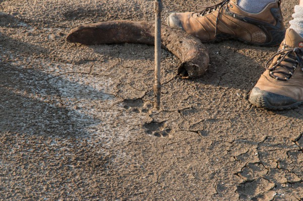 Leopard pawn prints