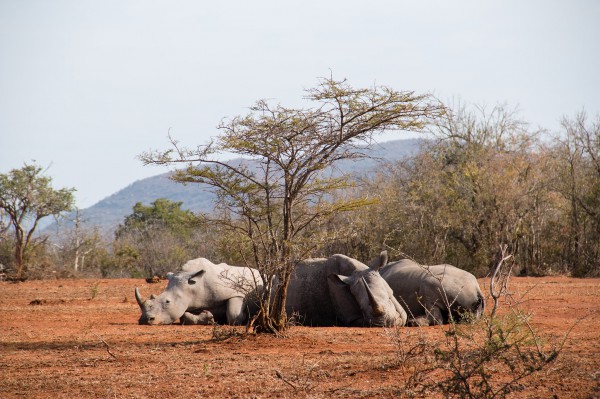 Some rhinos relaxing in the shade of a very small tree